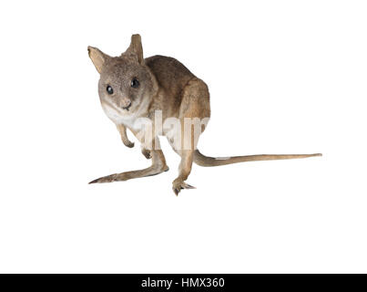 La taxidermie Wallaby isolé sur fond blanc Banque D'Images