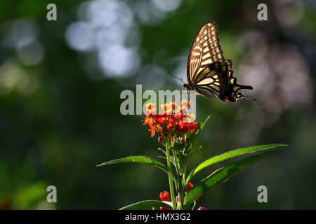 Butterfly (Papilio Xuthus) définit le nectar potable de fleurs Banque D'Images