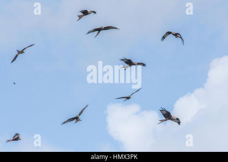 Red Kites, Milvus mills, tournant pour l'alimentation au moment de l'alimentation, Nant Bwlch yr Arian Visitor Centre, Ceredigion, pays de Galles Banque D'Images