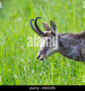 Portrait de la navigation dans les prairies (Chamois Rupicapra rupicapra) Banque D'Images