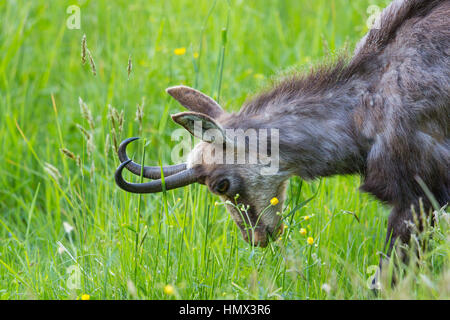 Portrait de chamois (Rupicapra rupicapra) Prairie pâturage Banque D'Images