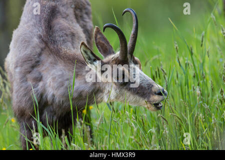 Portrait de la navigation dans les prairies (Chamois Rupicapra rupicapra) Banque D'Images