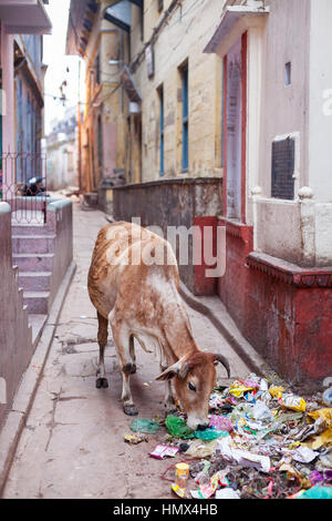 VARANASI, INDE - janvier 05, 2015 : une vache les charognards de morceaux de nourriture d'un tas d'ordures sur une route secondaire. Les bovins sont souvent vus dans les rues d'itinérance Banque D'Images