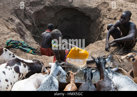 L'ETHIOPIE, le sud de l'ONU, vallée de l'Omo, Kangaten, village Kakuta, tribu Nyangatom, Shepherd donnez de l'eau à leurs chèvres à partir de l'eau dans les trous de la rivière Kibish sec , la région souffre de l'extrême rareté de l'eau Banque D'Images