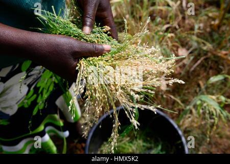 Le secteur est du Mont Kenya, KENYA, Mitunguu Kaathi village, Karima, femme prosho récolte / millet KENIA, Frau erntet Rispen Hirse Banque D'Images