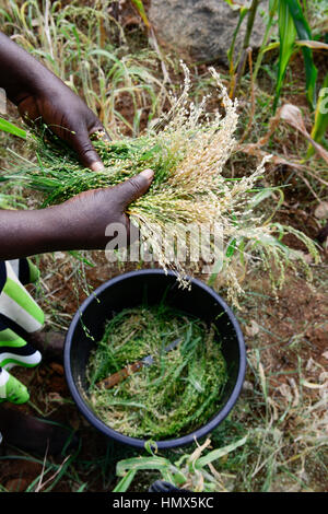 Le secteur est du Mont Kenya, KENYA, Mitunguu Kaathi village, Karima, femme prosho récolte / millet KENIA, Frau erntet Rispen Hirse Banque D'Images