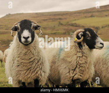 moutons de Swaledale Banque D'Images