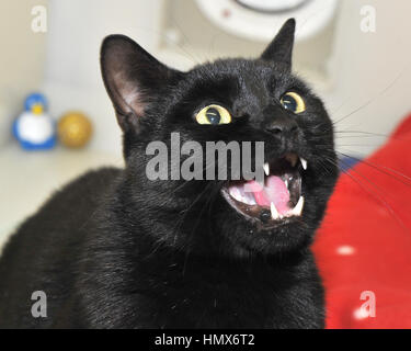 chat en colère Banque D'Images