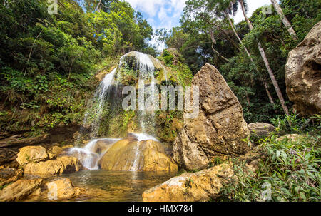 Cuba forêt tropicale jungle faune humide intérieur chaud, profond dans la jungle Banque D'Images