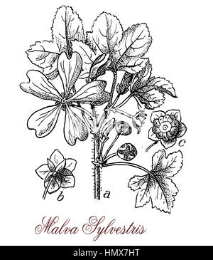 Mauve Malva sylvestris ou haute est une grande plante avec des fleurs pourpre-mauve foncé avec des veines. Elle est utilisée en médecine traditionnelle comme tisane et à la phytothérapie. Banque D'Images