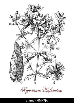 Hypericum perforatum ou le millepertuis est une plante à fleurs et herbe médicinale avec antidépresseur et anti-inflammatoire. Les feuilles ont de gouttelettes translucides, les fleurs sont jaune vif. Banque D'Images