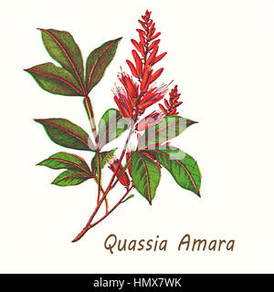 Vintage illustration de Quassia amara, arbuste à fleurs rouge vif utilisé comme insecticide, en médecine traditionnelle et comme additif dans l'industrie alimentaire pour son goût amer. Banque D'Images