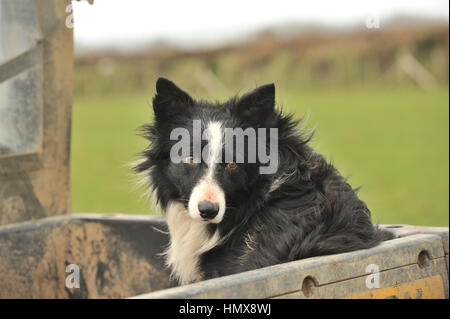 Border Collie ferme sur quad Banque D'Images