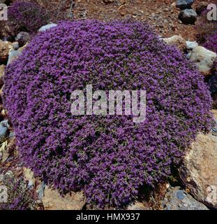 Les plantes de la crête Minoenne de zone sanctuaire Traostalos, Crète, Grèce. Banque D'Images