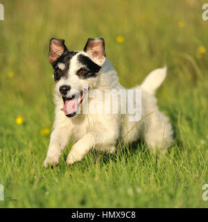 Jack Russell Terrier Banque D'Images