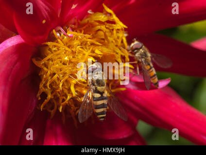 Les insectes la collecte de nectar de fleurs qui attirent par leurs couleurs lumineuses, dans le même temps la pollinisation fleur. Banque D'Images