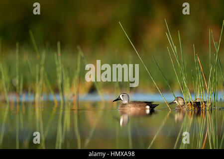 Une paire de canards de sarcelles à ailes bleues flottent sur l'eau calme le matin entouré par les herbes aquatiques. Banque D'Images