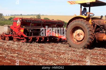 CAMPO MOURÃO, Communication - 05.02.2017 : PLANTIO DE MILHO SAFRINHA - Animated avec des prix sac de maïs et de parier sur une excellente production, Campo Mourao agriculteurs dans la région de Midwest de Paraná, qui sont encore à la récolte précoce du soja, ont commencé les semis de maïs d'hiver. La production prévue est d'environ 250 sacs par boisseau. Sur la photo, l'usine de semences de maïs d'hiver des agriculteurs en milieu rural dans les environs de São Paulo. (Photo : Dirceu Portugal/Fotoarena) Banque D'Images