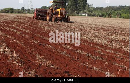 CAMPO MOURÃO, Communication - 05.02.2017 : PLANTIO DE MILHO SAFRINHA - Animated avec des prix sac de maïs et de parier sur une excellente production, Campo Mourao agriculteurs dans la région de Midwest de Paraná, qui sont encore à la récolte précoce du soja, ont commencé les semis de maïs d'hiver. La production prévue est d'environ 250 sacs par boisseau. Sur la photo, l'usine de semences de maïs d'hiver des agriculteurs en milieu rural dans les environs de São Paulo. (Photo : Dirceu Portugal/Fotoarena) Banque D'Images