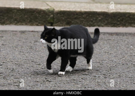 Londres, Royaume-Uni. Feb 6, 2017. Foreign Office cat Palmerston à Downing Street. Credit : Dinendra Haria/Alamy Live News Banque D'Images