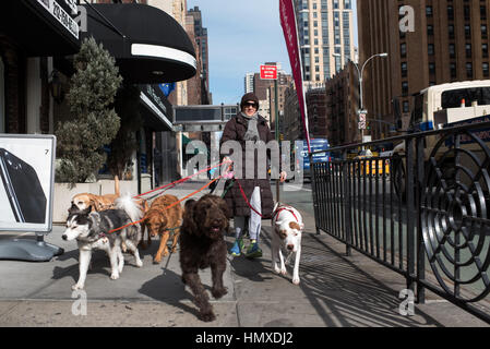 Une femme marche sept chiens à travers la ville de New York, US, 3 février 2017. De nombreux propriétaires d'animaux dans les grandes villes des États-Unis utilisent les services de dog sitter pour s'occuper de leurs animaux pendant leur journée de travail. Photo : Bernd von Jutrczenka/dpa Banque D'Images