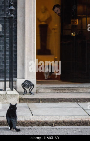 Londres, Royaume-Uni. 6 Février, 2017. Larry, le chef de Mouser 10 Downing Street, montres Palmerston, chef Mouser du Bureau des affaires étrangères et du Commonwealth, l'approche au 10 Downing Street. Il y a eu une série de compromis entre les deux chats. Credit : Mark Kerrison/Alamy Live News Banque D'Images