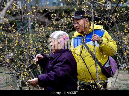 Jinan, Chine, la province de Shandong. 7 Février, 2017. Les visiteurs regarder les fleurs de prune dans Quancheng park à Jinan, capitale de la Chine de l'est la province du Shandong, le 7 février 2017. Credit : Zhu Zheng/Xinhua/Alamy Live News Banque D'Images