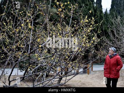 Jinan, Chine, la province de Shandong. 7 Février, 2017. Un visiteur regarde les fleurs de prune dans Quancheng park à Jinan, capitale de la Chine de l'est la province du Shandong, le 7 février 2017. Credit : Zhu Zheng/Xinhua/Alamy Live News Banque D'Images