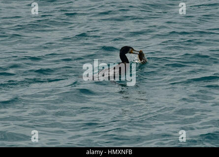 Péloponnèse, Grèce. Un grand cormoran vient d'attrapé un poisson sur la plage de la ville de Nauplie, dans le Péloponnèse Crédit : VANGELIS BOUGIOTIS/Alamy Live News Banque D'Images