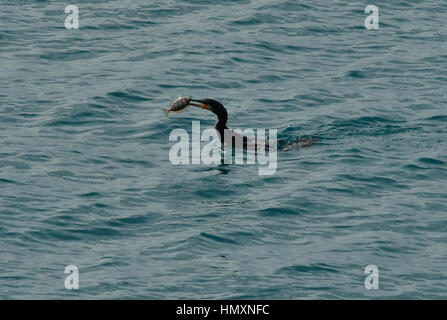 Péloponnèse, Grèce. Un grand cormoran vient d'attrapé un poisson sur la plage de la ville de Nauplie, dans le Péloponnèse Crédit : VANGELIS BOUGIOTIS/Alamy Live News Banque D'Images