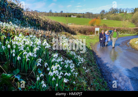 Valence Compton, Dorset, UK. 7 Février, 2017. Météo britannique. Les visiteurs à marcher le long de la lane à travers le village de Compton Valence dans Dorset pour voir l'assemblée annuelle de l'affichage sur le perce-neige verges de la route sur une belle journée ensoleillée. Crédit photo : Graham Hunt/Alamy Live News Banque D'Images