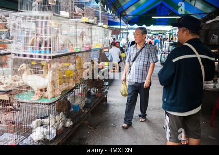 Animaux en marché de Chatuchak, Bangkok Banque D'Images