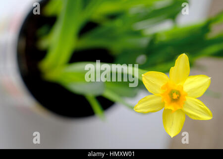 Ouvrir un seul jaune jonquille à partir d'une plante en pot face à l'objectif de l'appareil photo Banque D'Images