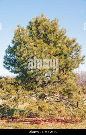 Le pin ponderosa (Pinus ponderosa). Bull, appelé pin pin Blackjack et de l'Ouest Pin Jaune aussi Banque D'Images