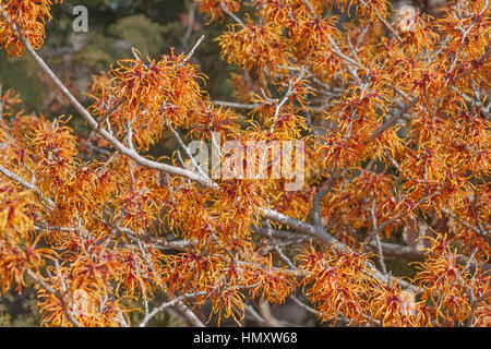 Jelena hamamélis (Hamamelis x intermedia Jelena) Banque D'Images