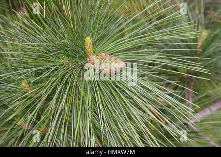 Pin (Pinus ayacahuite ayacahuite). Appelé aussi pin blanc mexicain Banque D'Images