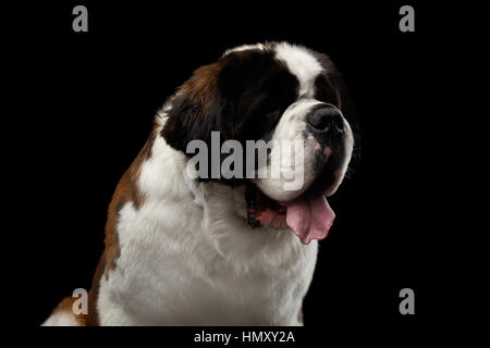 Saint Bernard chien isolé sur fond noir Banque D'Images