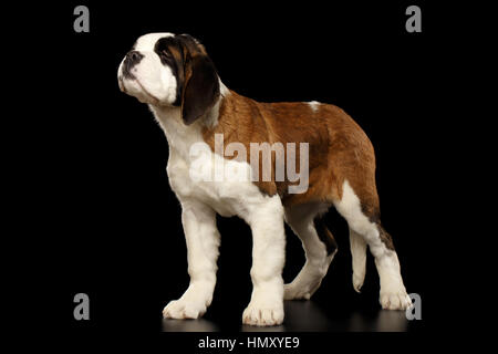 Chiot Saint Bernard isolées sur fond noir Banque D'Images