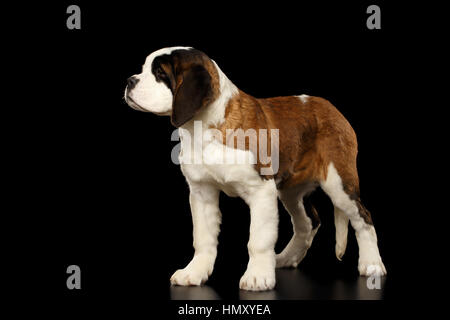 Chiot Saint Bernard isolées sur fond noir Banque D'Images