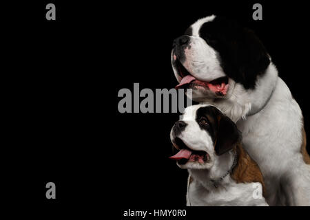 Deux Saint Bernard Chien, chiot et sa mère isolées sur fond noir Banque D'Images