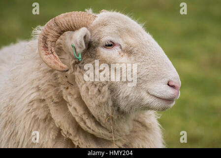 Belle moutons dans un champ à Otley Chevin, West Yorkshire Banque D'Images