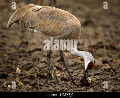 Stock Photo - Pâturage de Grues du Canada (Grus canadensis) dans la baie de Provo, Utah, USA, Amérique du Nord Banque D'Images