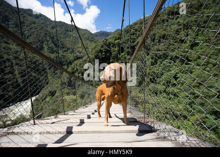 Happy dog touristiques sur pont suspendu de l'Equateur Banos Banque D'Images