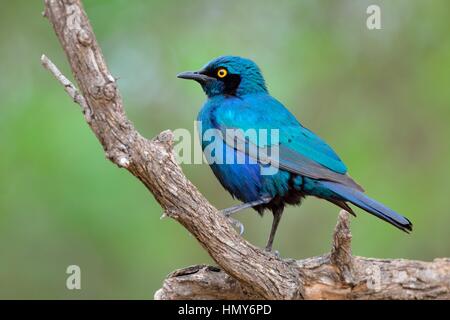 Choucador à oreillons bleus plus (Lamprotornis chalybaeus), adulte perché sur une branche, Kruger National Park, Afrique du Sud, l'Afrique Banque D'Images