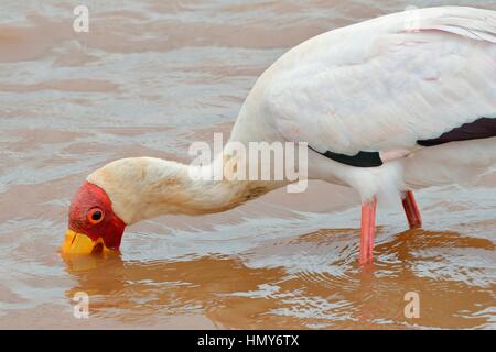 Yellow-billed stork (Mycteria ibis), la recherche de nourriture dans l'eau, barrage au coucher du soleil, Kruger National Park, Afrique du Sud, l'Afrique Banque D'Images