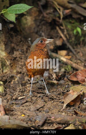 Grallaire géante (Grallaria gigantea) - un rare rez-de-logement de l'oiseau de la forêt de nuages Choco, dans la province de Pichincha, Equateur Banque D'Images