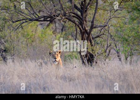 Lioness (Panthera leo), le repos, dans l'herbe haute, tôt le matin, Kruger National Park, Afrique du Sud, l'Afrique Banque D'Images