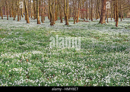 Perce-neige dans les hêtraies à Welford Park, près de Newbury, Angleterre Banque D'Images