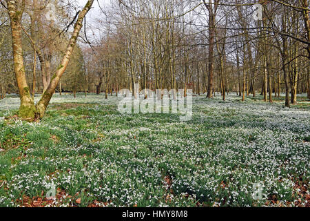 Perce-neige dans les hêtraies à Welford Park, près de Newbury, Angleterre Banque D'Images