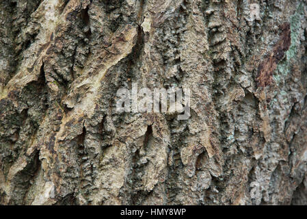 Close up of texture écorce d'arbre Banque D'Images